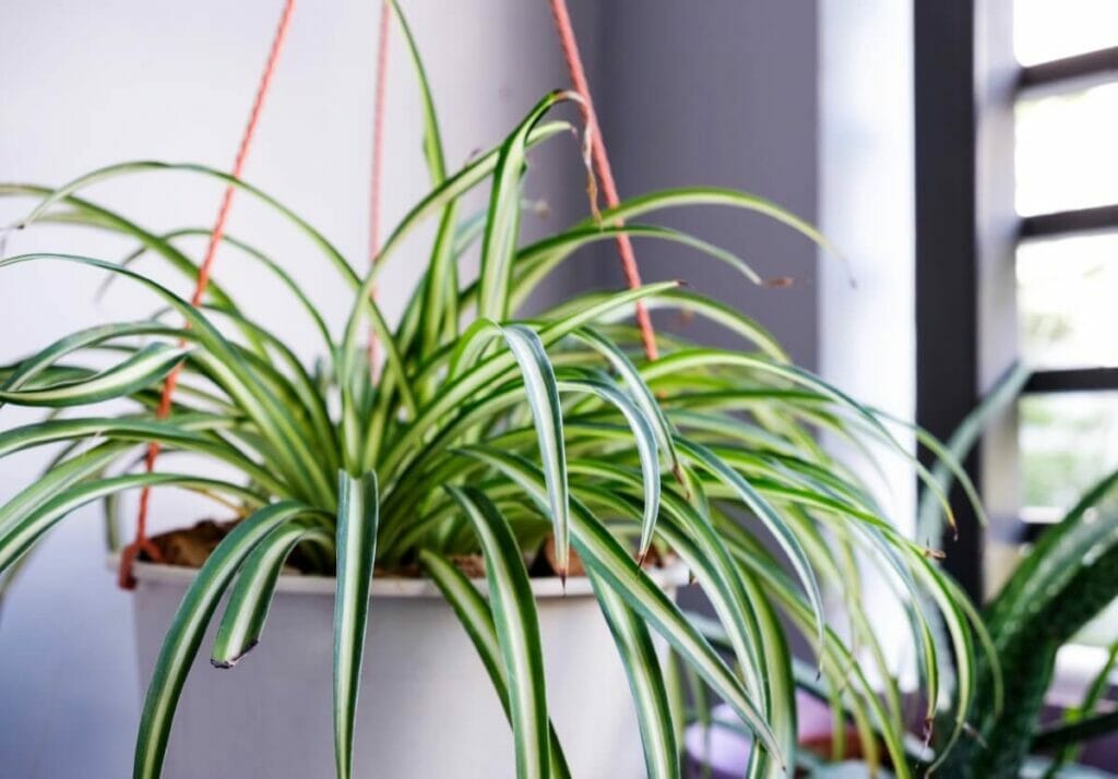 Calathea orbifolia