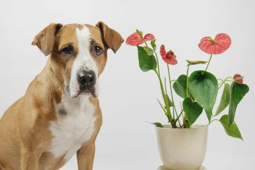 Qu'arrive-t-il à vos animaux de compagnie s'ils mâchent ou ingèrent une partie d'une plante d'anthurium ?