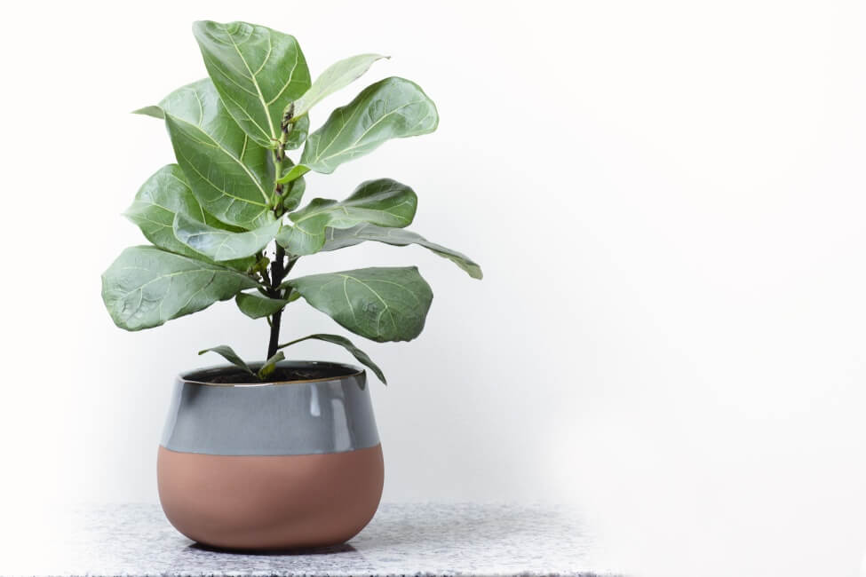 Taille et type du conteneur + taille de la plante