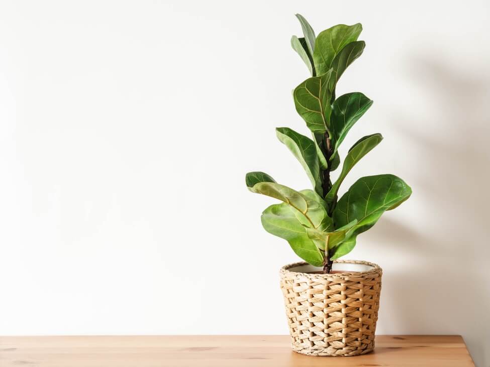 Que faire entre deux cycles d'arrosage ?