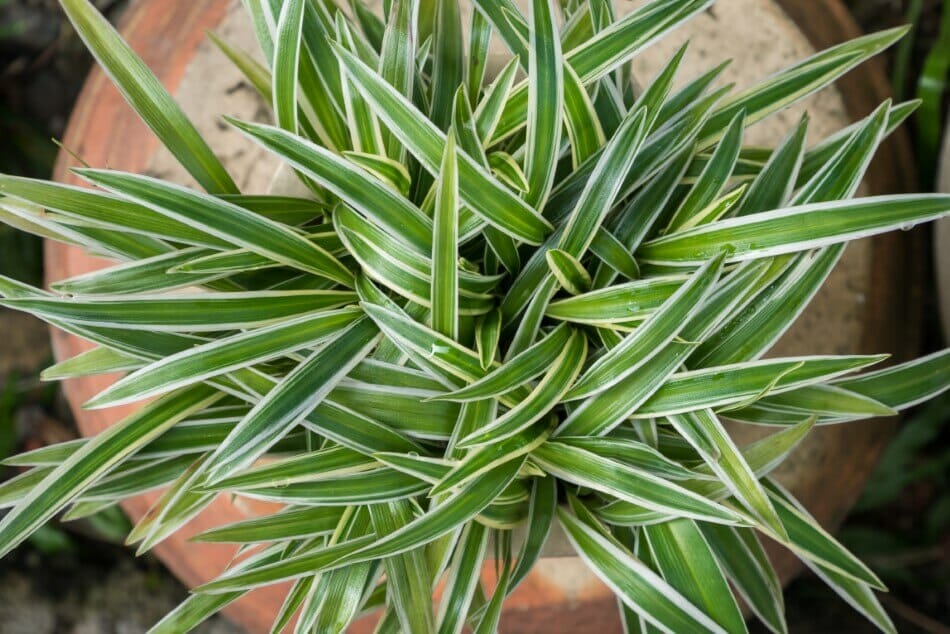 Quand arroser les plantes araignées