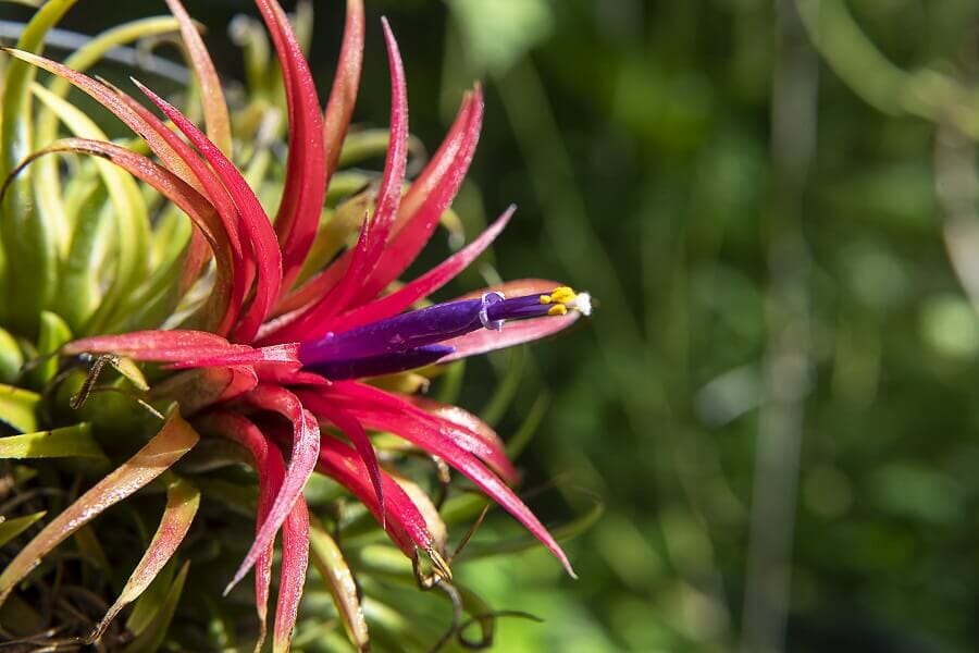 Considérations clés pour la fertilisation des plantes de broméliacées