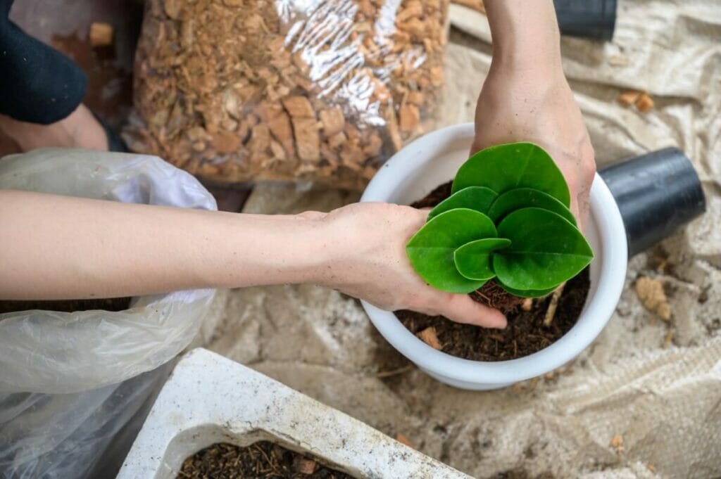 Recette maison de mélange pour plantes Peperomia obtusifolia 
