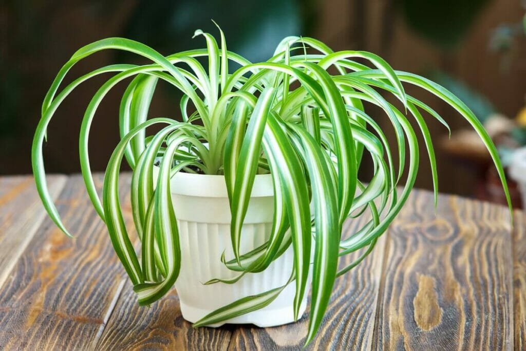 A propos des plantes araignées