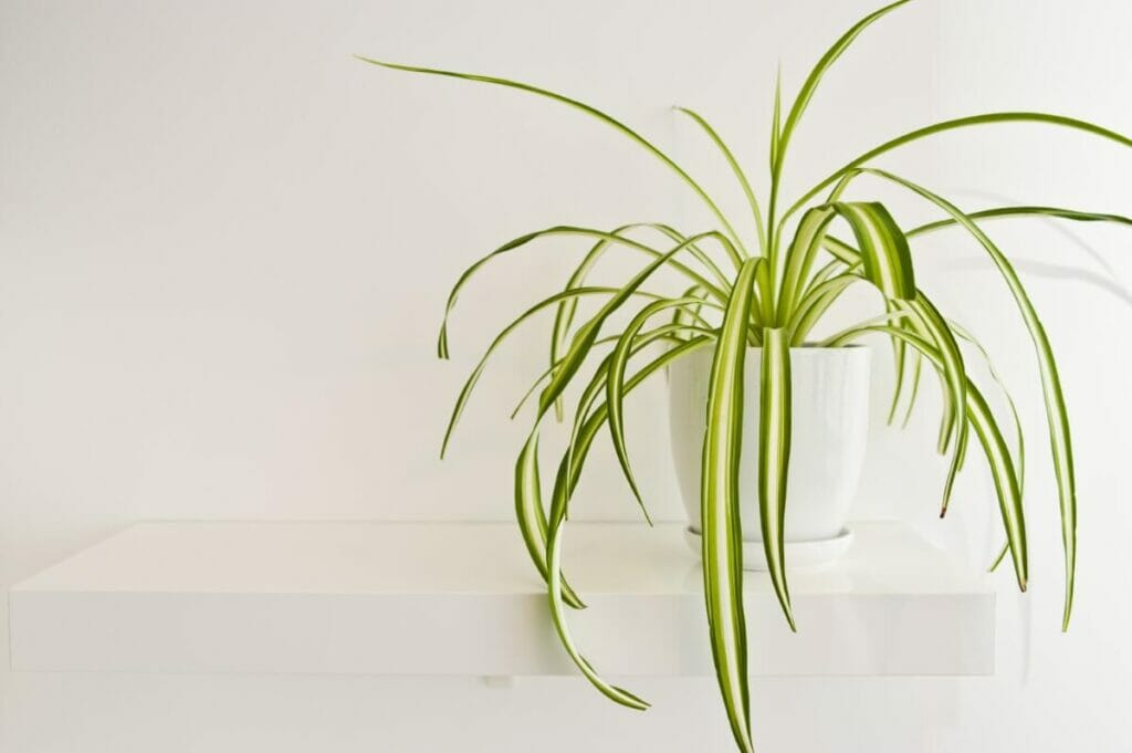 Qu'arrive-t-il à votre animal de compagnie s'il mâche ou ingère une partie d'une plante-araignée ?