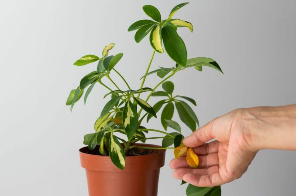 Signes communs d'utilisation d'un mauvais mélange de terre pour Schefflera