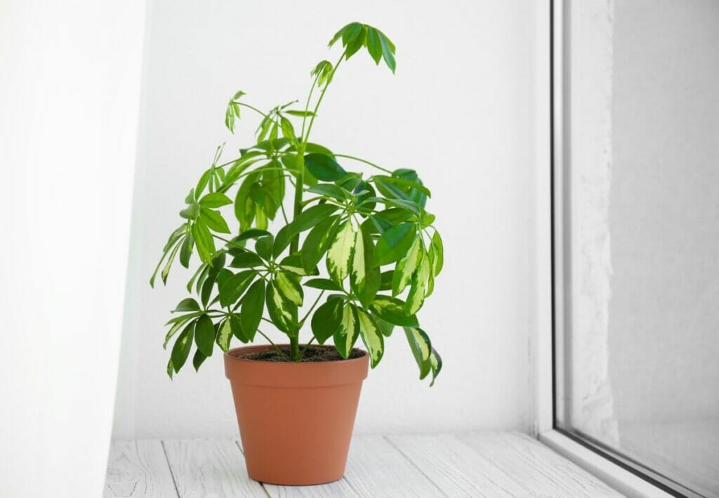 Schefflera Ultimate (Umbrella Plant) Mélange de rempotage Recette maison