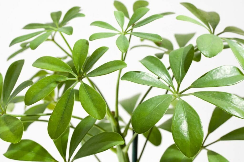 A propos de Schefflera Plants