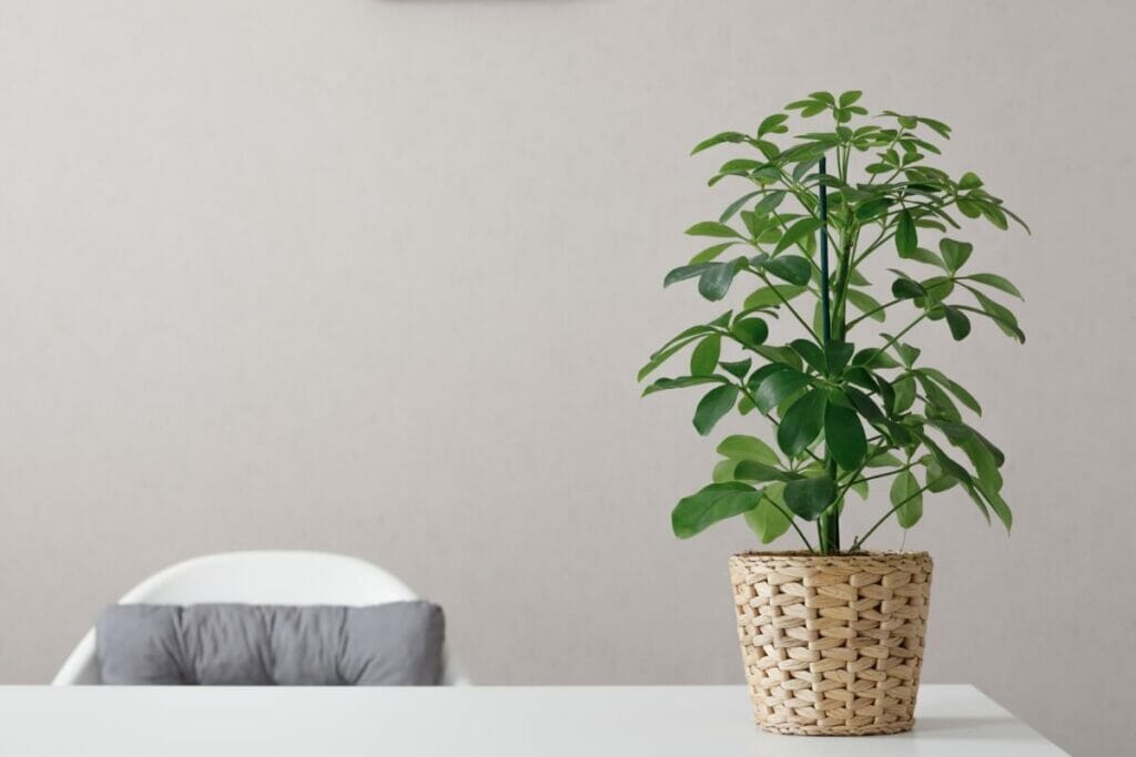 Les Schefflera sont des arbres d'intérieur ornementaux fantastiques