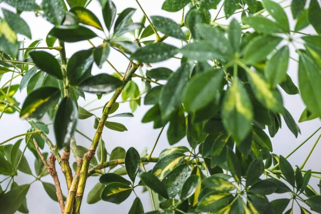 Les plantes de Schefflera ont une longue durée de vie