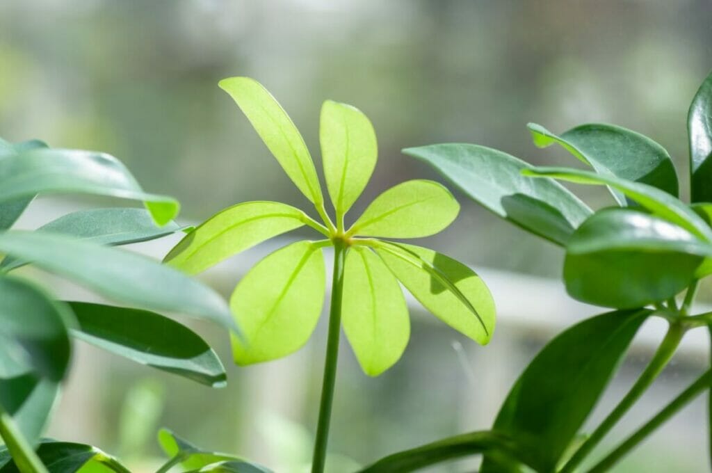 Les plantes de Schefflera peuvent aider à réduire l'anxiété et le stress