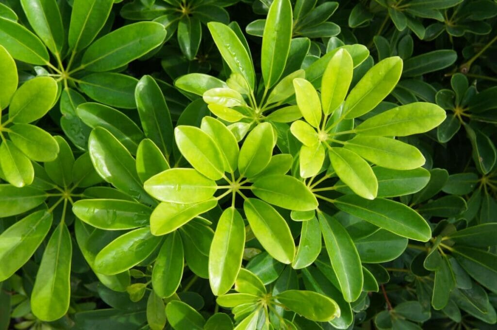 Les plantes Schefflera peuvent contribuer à augmenter l'humidité intérieure