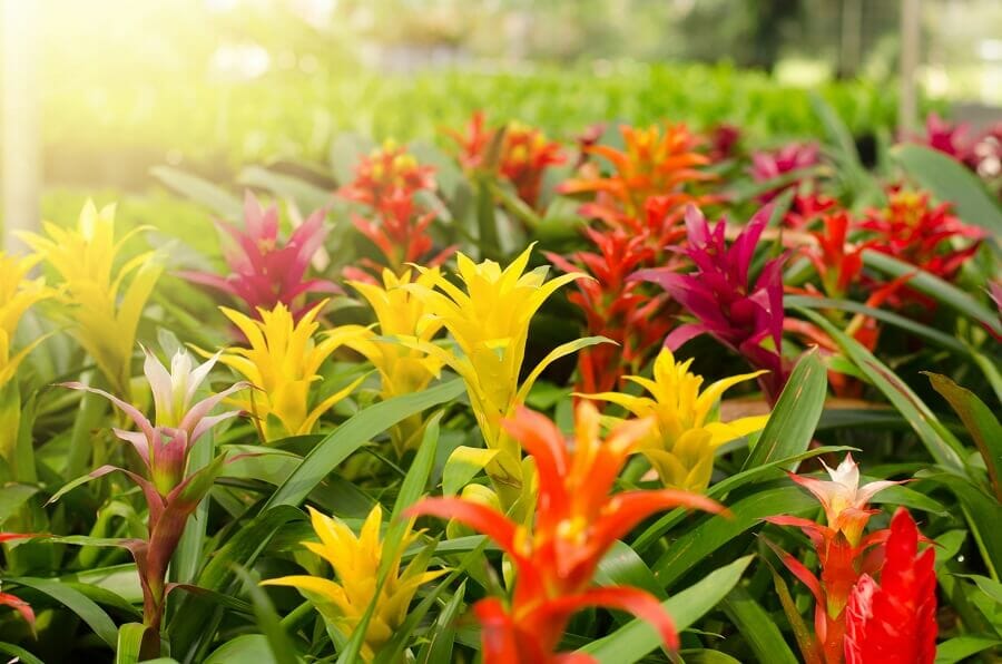 Le rôle de la lumière dans la santé et la croissance des broméliacées