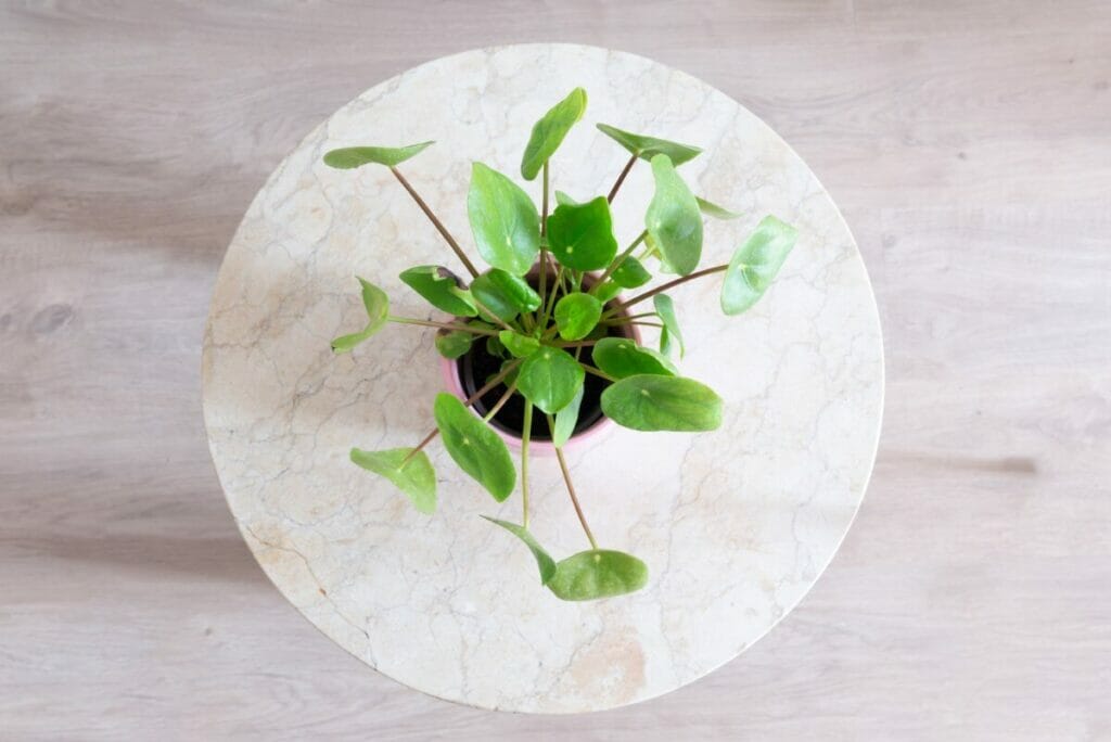 La signification, le symbolisme et l'importance culturelle de Pilea peperomioides (plante monétaire chinoise)