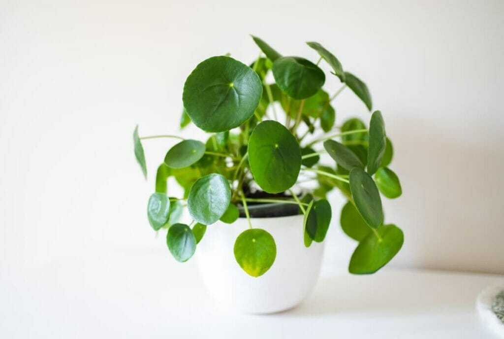 A propos de Pilea peperomioides Plants