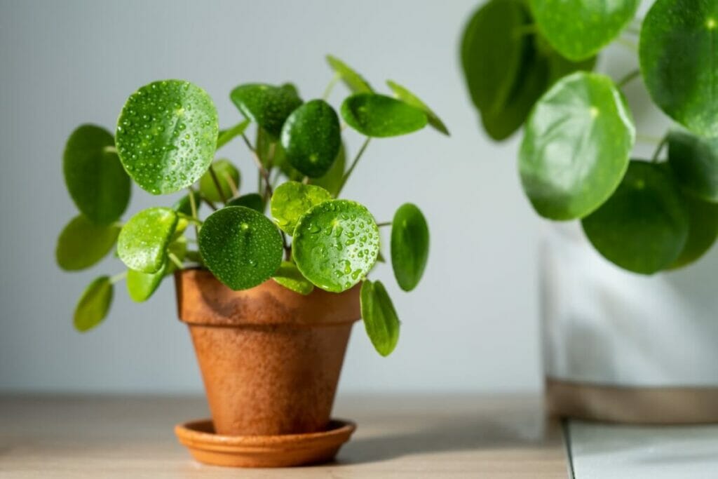 Occasions de cadeaux appropriées pour les plantes de Pilea peperomioides