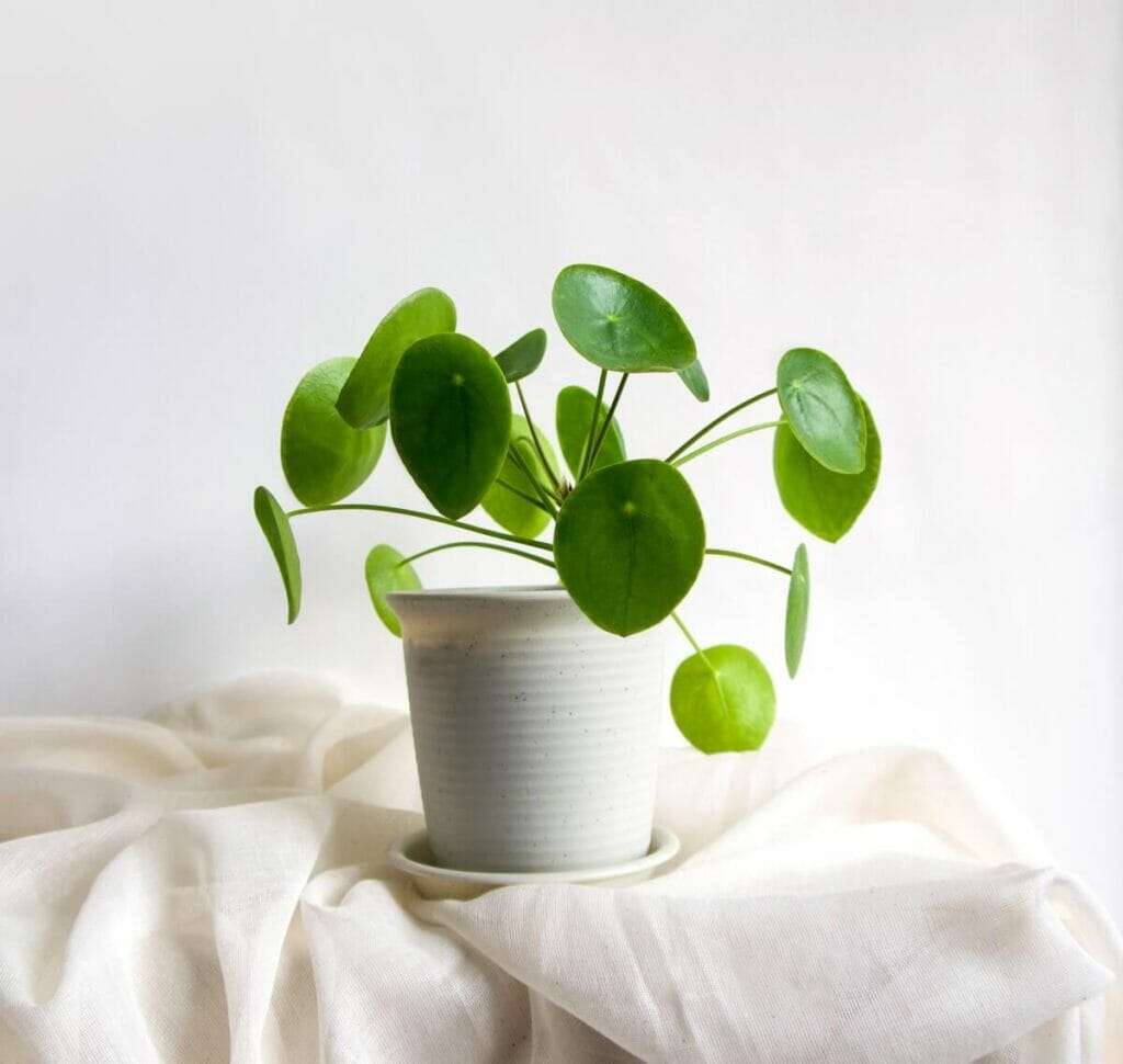 Histoire et origines de Pilea peperomioides
