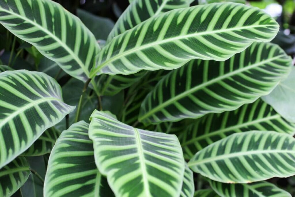 Pourquoi les plantes ont-elles besoin des éléments nutritifs contenus dans l'engrais ?