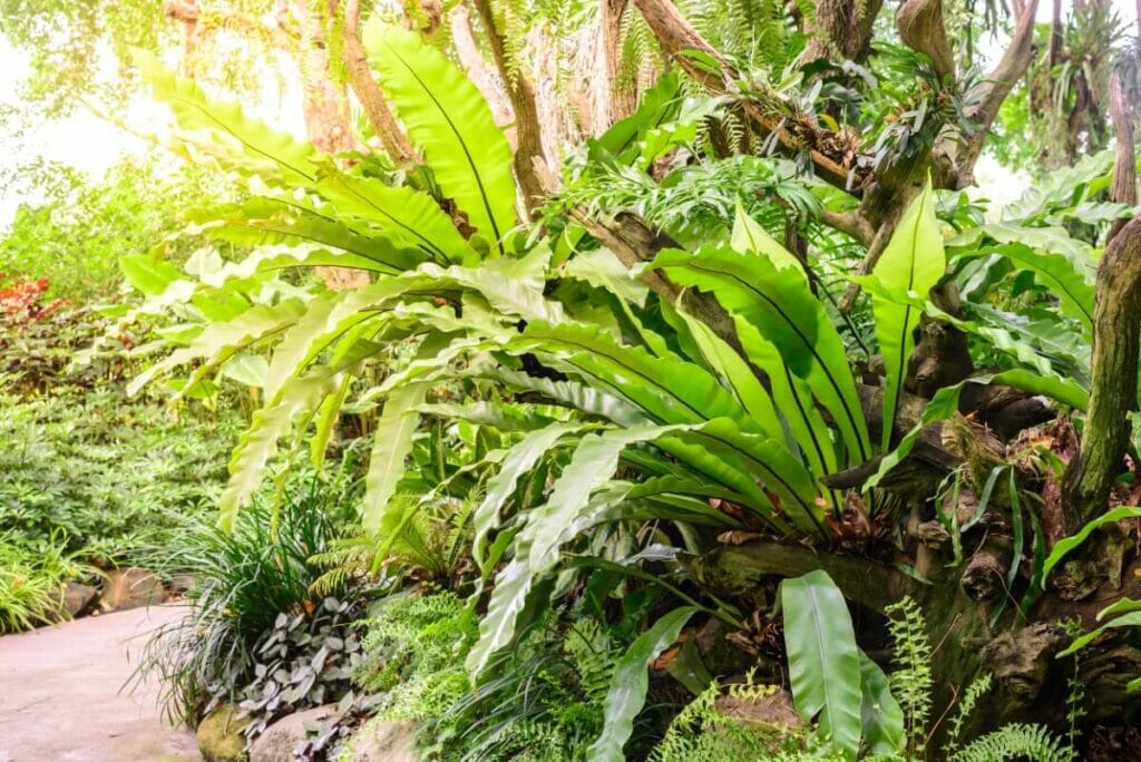 Conditions de lumière typiques que reçoivent les fougères nid d'oiseau dans leur habitat d'origine