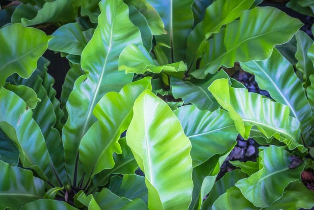 La lumière, la santé et la croissance des plantes : Pourquoi c'est important