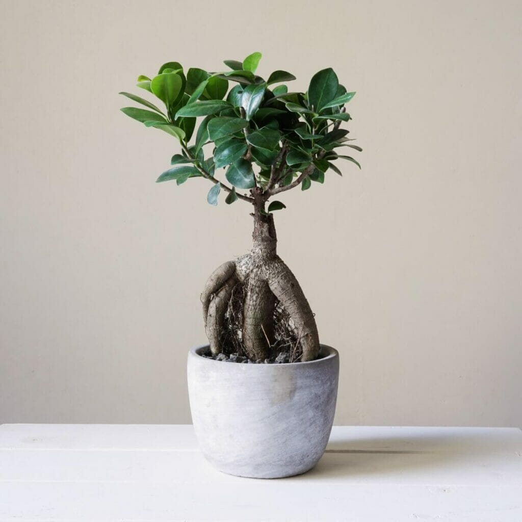 A propos de Ficus Ginseng
