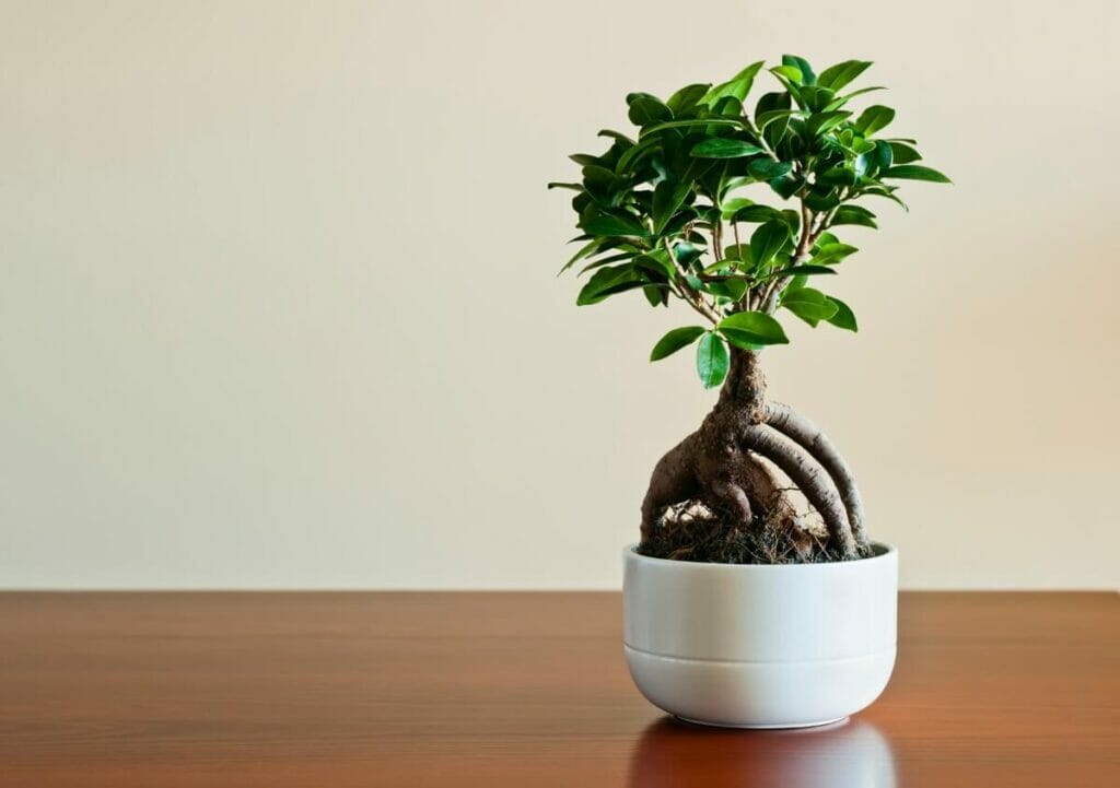 Où ne pas placer le Ficus Ginseng dans la maison