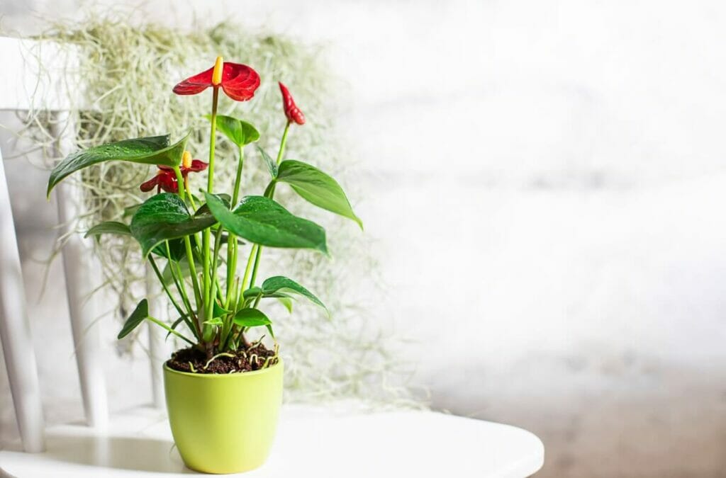 Avantages de l'anthurium - Peu d'entretien et facile à entretenir