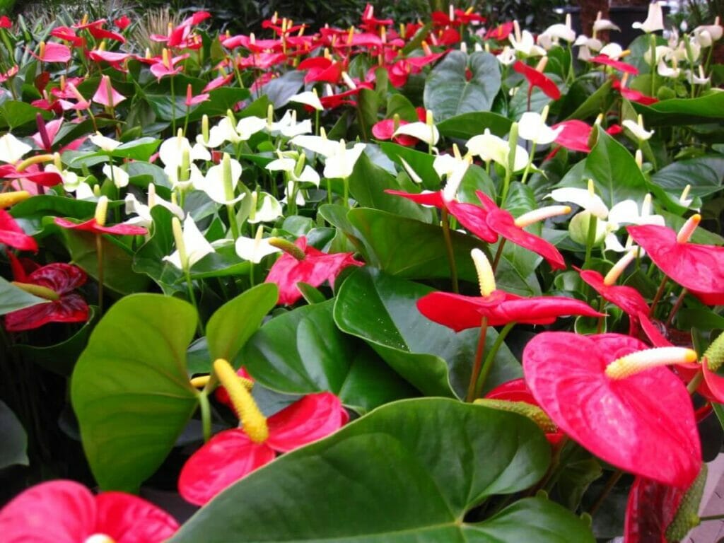 Avantages de l'anthurium - Facile à multiplier