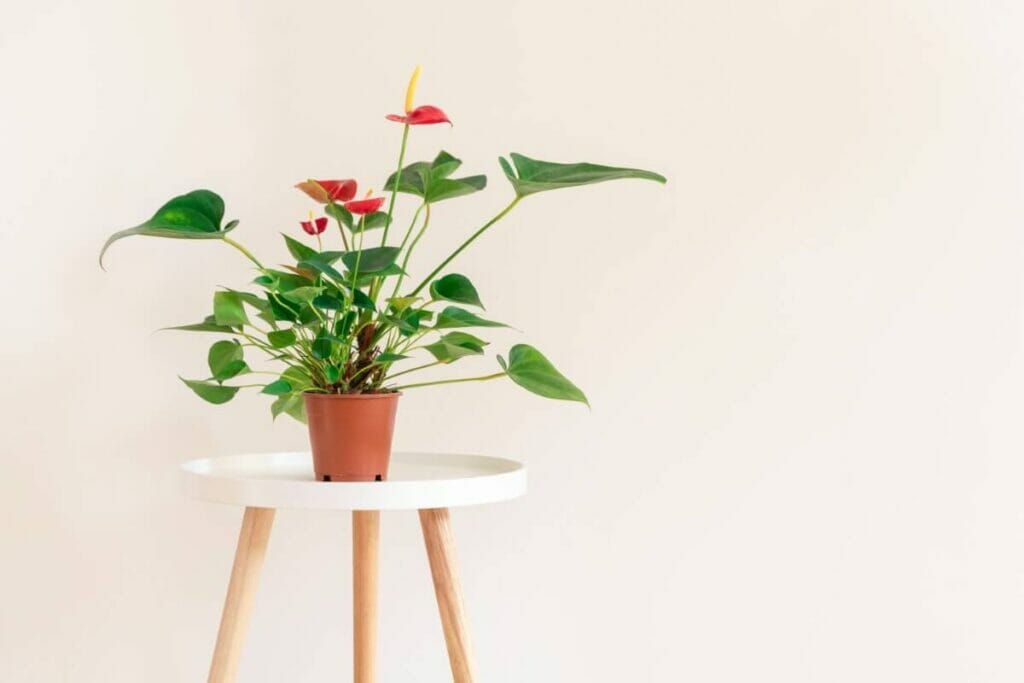 Les bienfaits de l'anthurium - Propriétés purificatrices de l'air