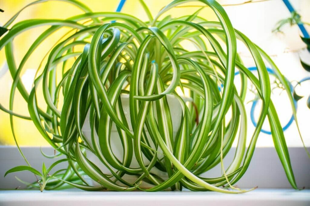 Les bienfaits des plantes araignées