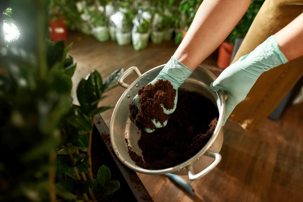 Le meilleur terreau en fonction du pot et de l'hévéa