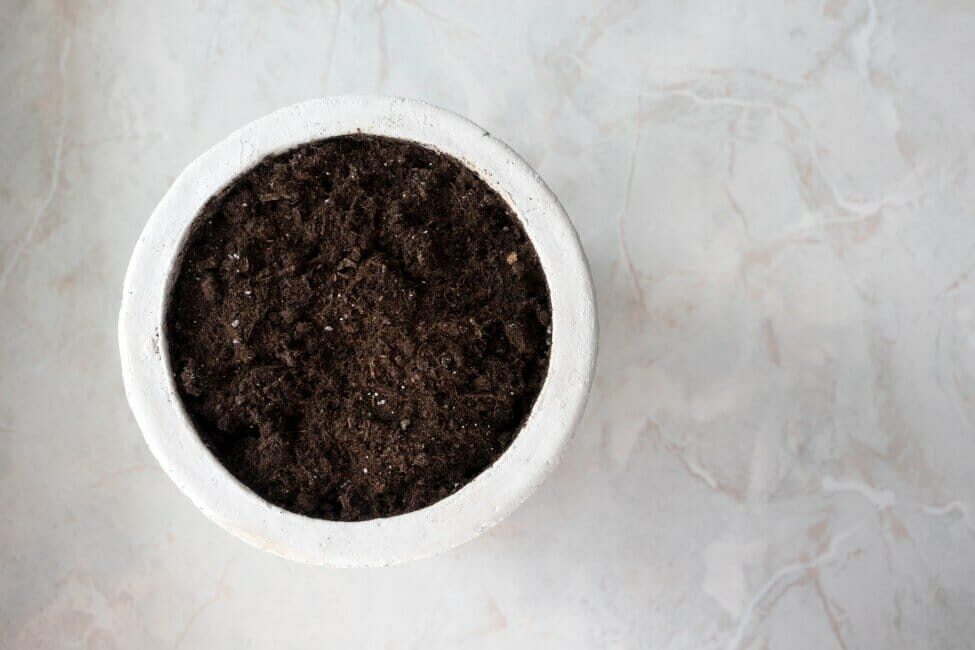 Comment le sol affecte la santé et la croissance des plantes + Pourquoi il est important d'utiliser le bon type de sol