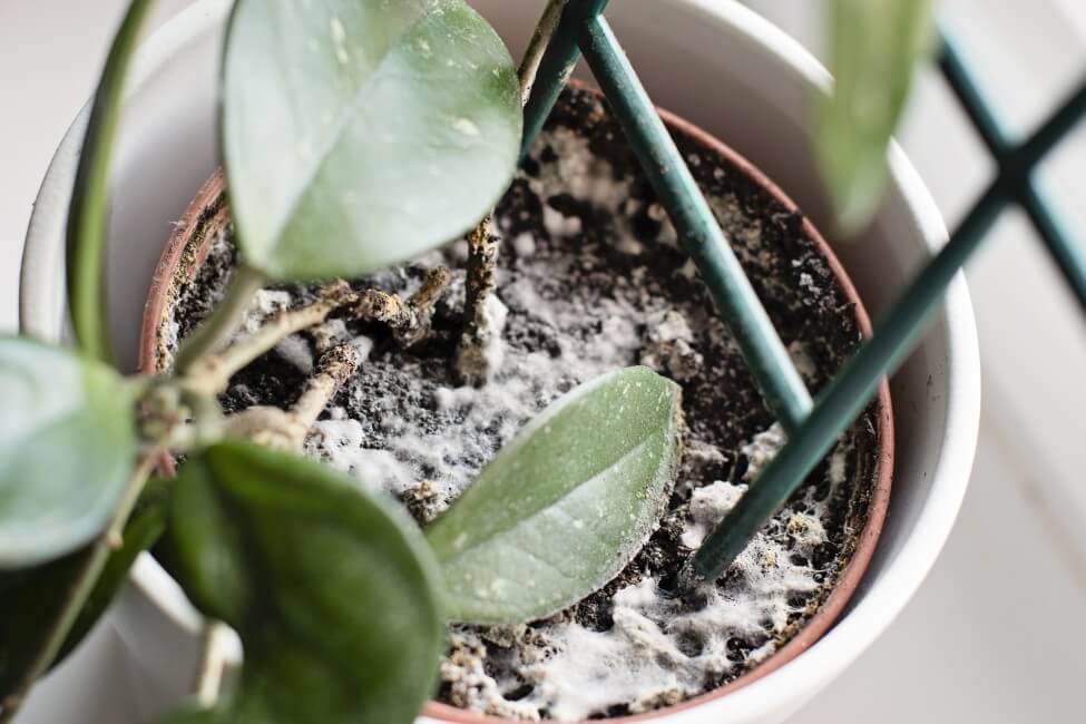 Signes communs d'un mauvais mélange de terre pour les plantes d'hévéa