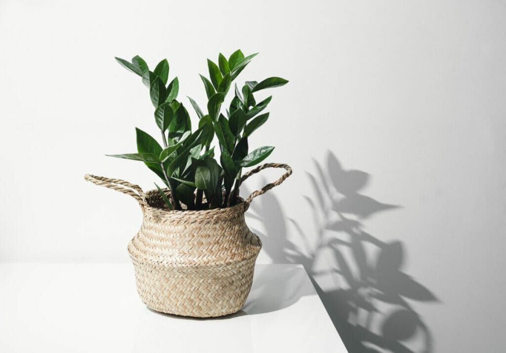 Les avantages des plantes ZZ