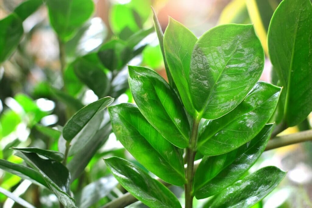 A propos de ZZ Plants