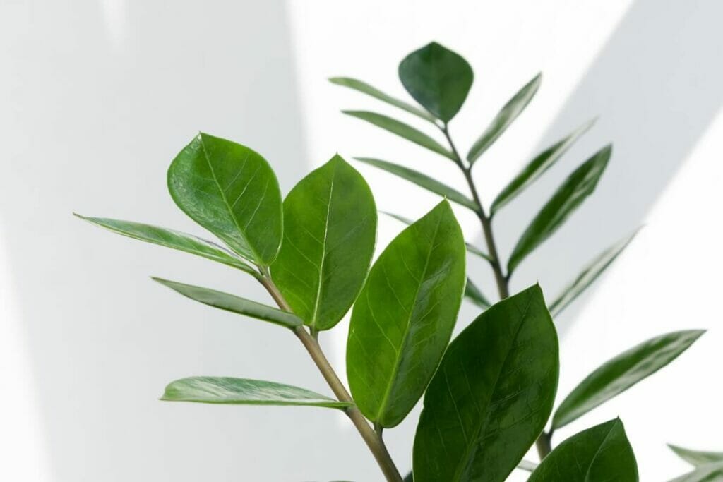 Utilisation dans le Feng Shui