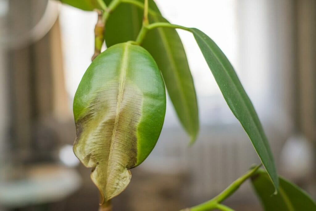 Signes communs d'un mauvais mélange de terre pour les plantes de Ficus Audrey