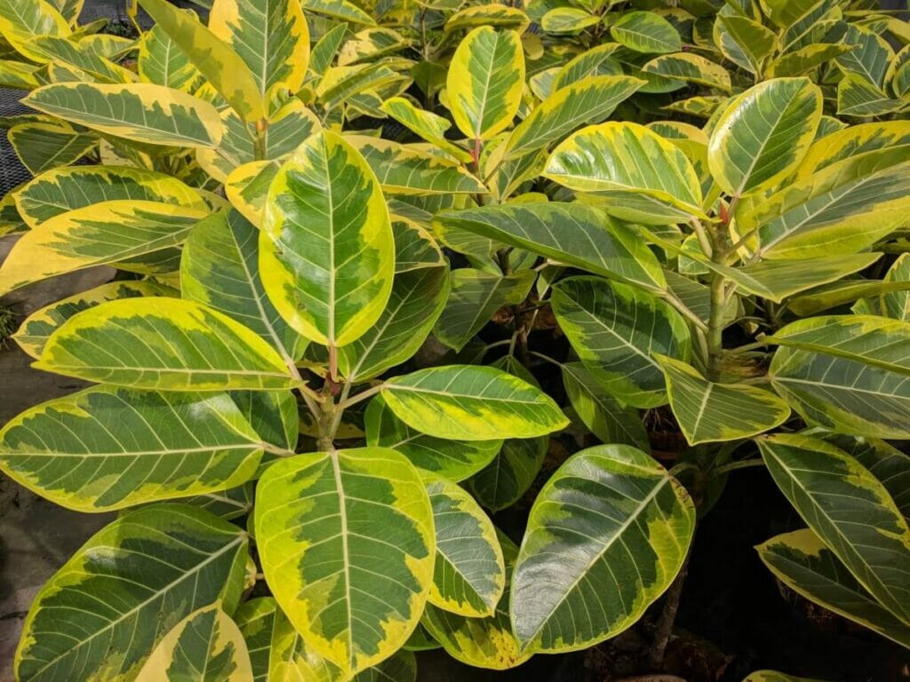 Ficus Audrey Mélange de plantes pour rempotage Recette maison