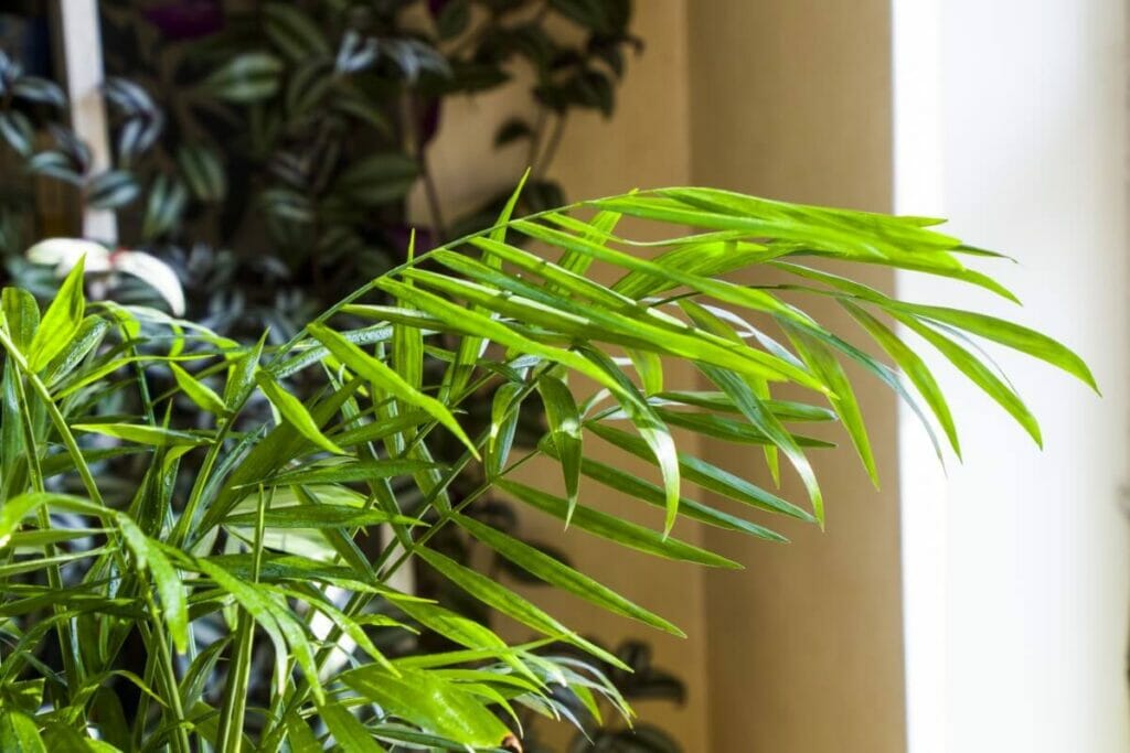 Histoire et origines des palmiers d'Areca