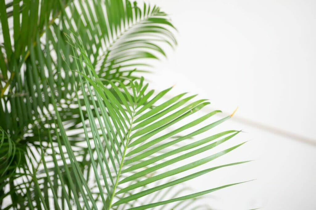 Les palmiers Areca dans la Grèce et la Rome antiques