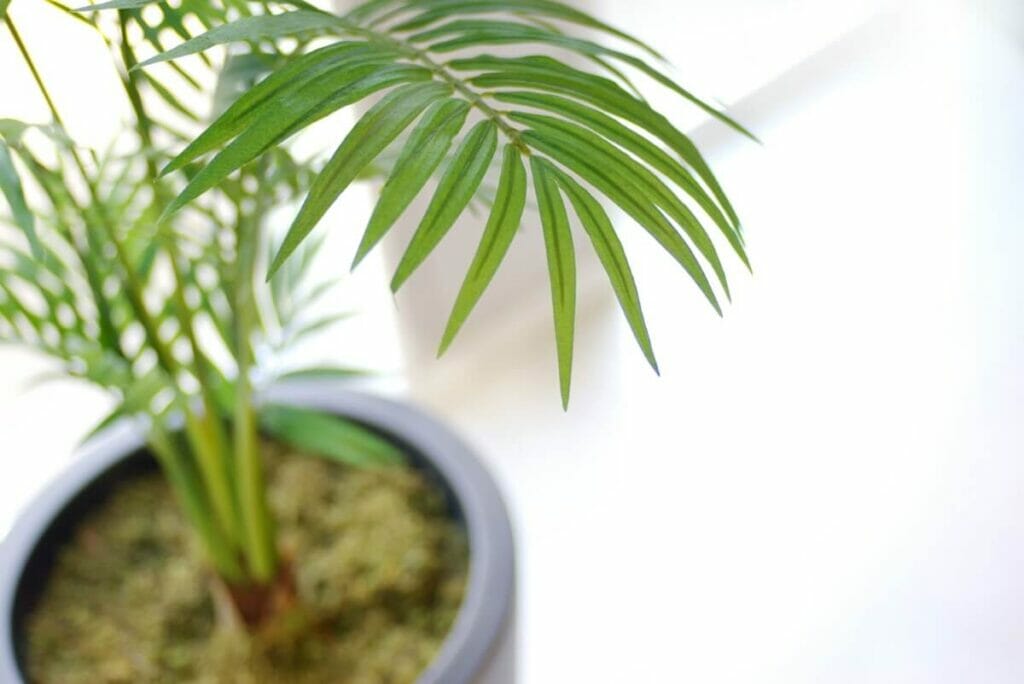 Les palmiers d'Areca et les associations religieuses symboliques
