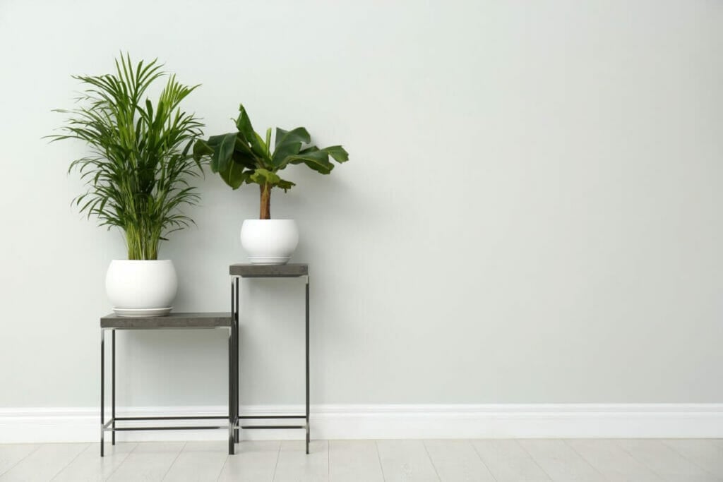 Occasions de cadeaux appropriées pour les palmiers d'Areca