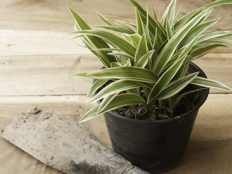Le rôle du sol dans la croissance et la santé des plantes