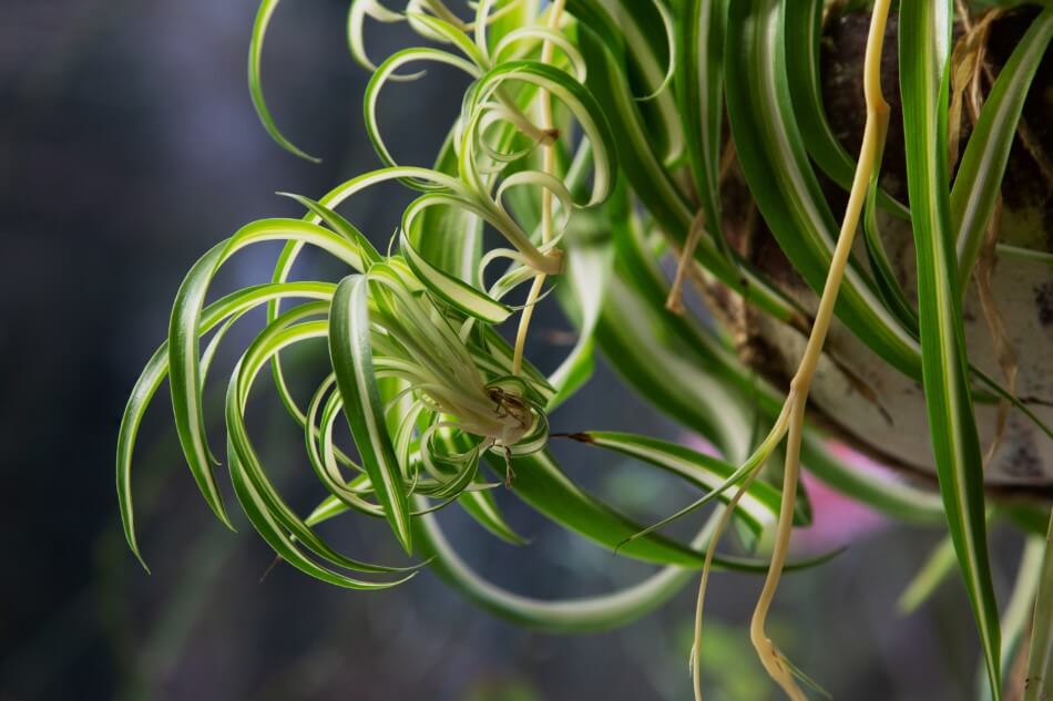 Signes de l'utilisation d'un mauvais mélange de terre pour les plantes araignées