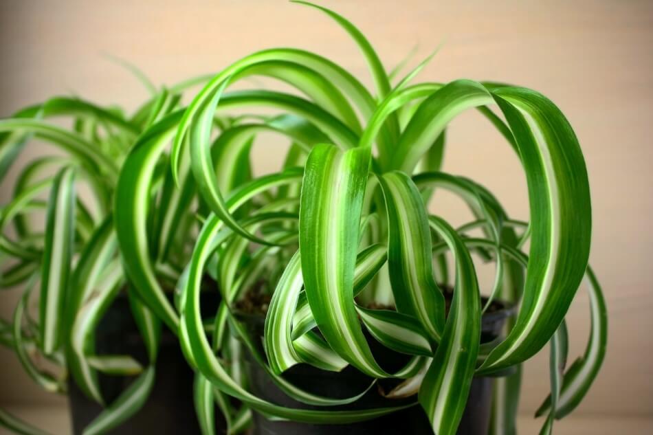 Considérations sur le sol lors du rempotage des plantes araignées