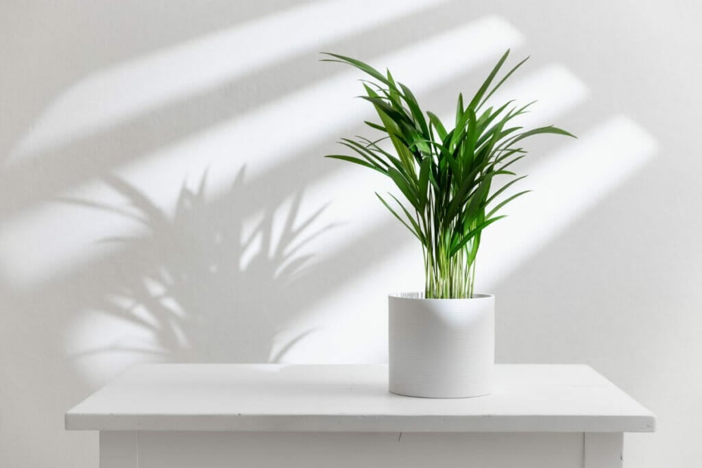 A propos d'Areca Palms