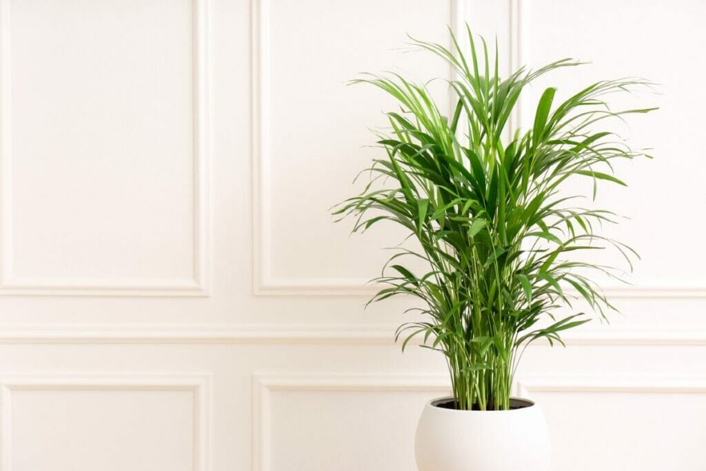 Les palmiers Areca demandent peu d'entretien et sont faciles à soigner