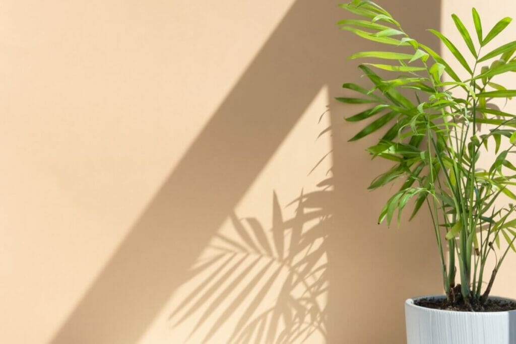 Les palmiers Areca résistent à la sécheresse