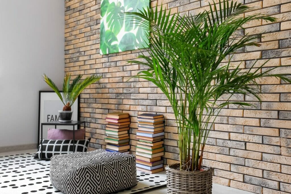 Les palmiers Areca peuvent stimuler votre productivité