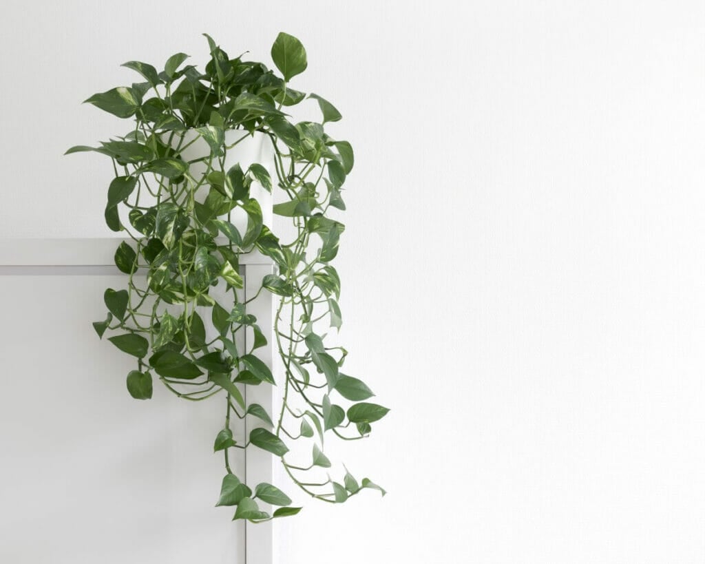 La meilleure exposition à la lumière pour les plantes Pothos cultivées en intérieur